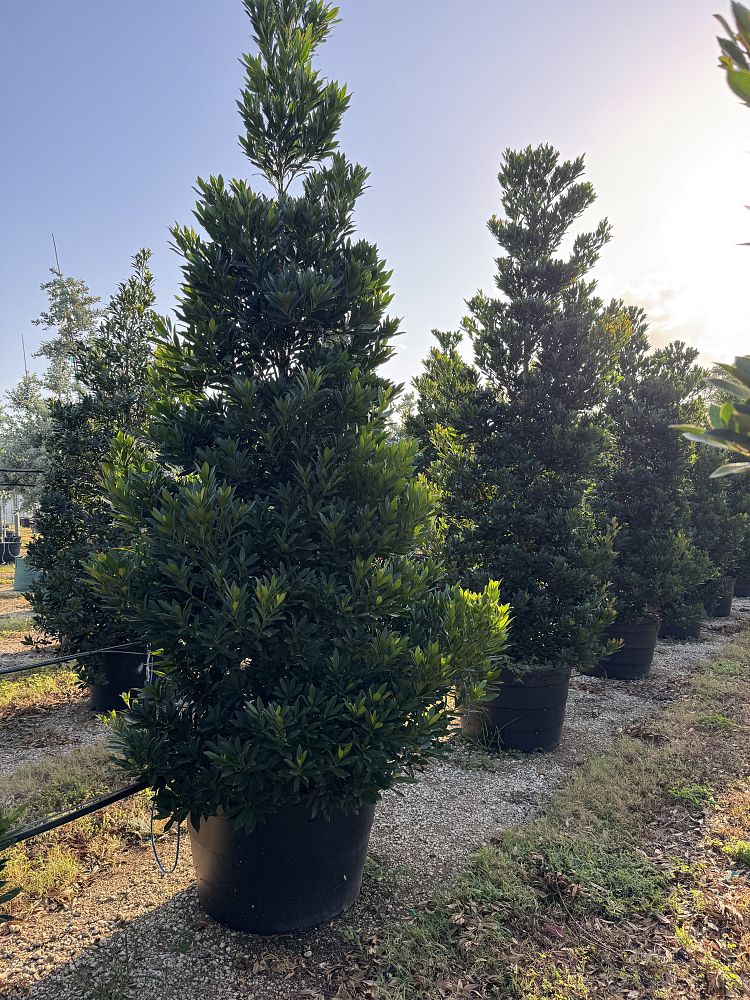 elaeocarpus-decipiens-japanese-blueberry
