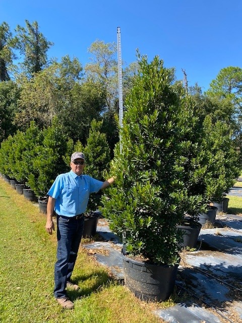 elaeocarpus-decipiens-japanese-blueberry