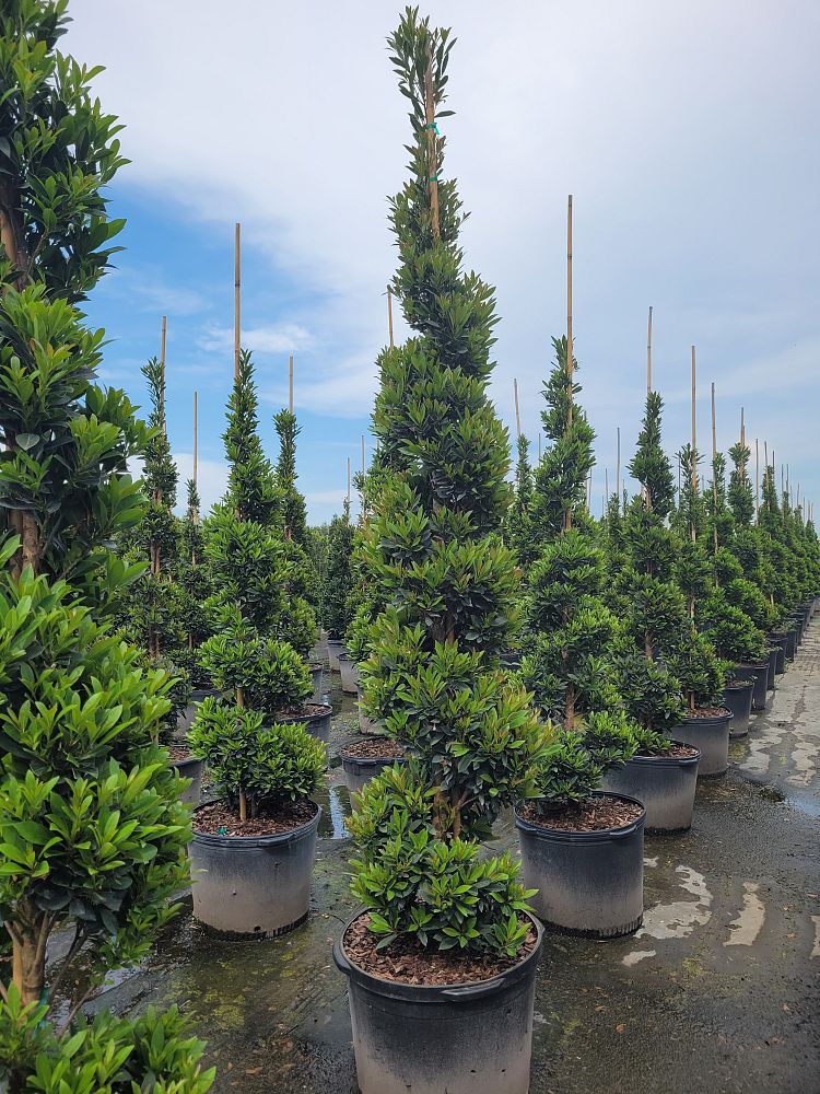 elaeocarpus-decipiens-japanese-blueberry