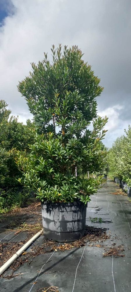 elaeocarpus-decipiens-japanese-blueberry
