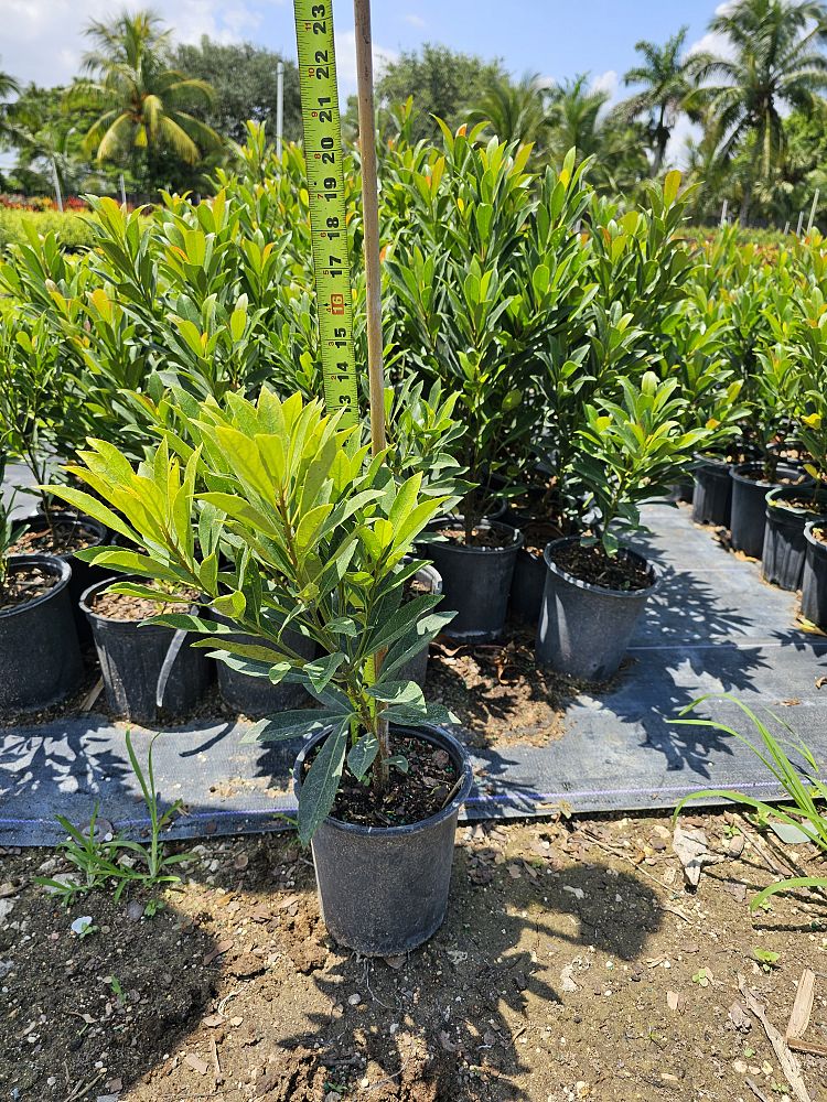 elaeocarpus-decipiens-japanese-blueberry