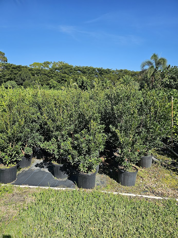 elaeocarpus-decipiens-japanese-blueberry
