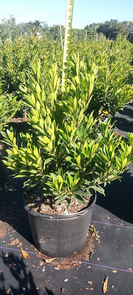 elaeocarpus-decipiens-japanese-blueberry