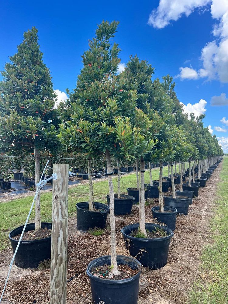 elaeocarpus-decipiens-japanese-blueberry