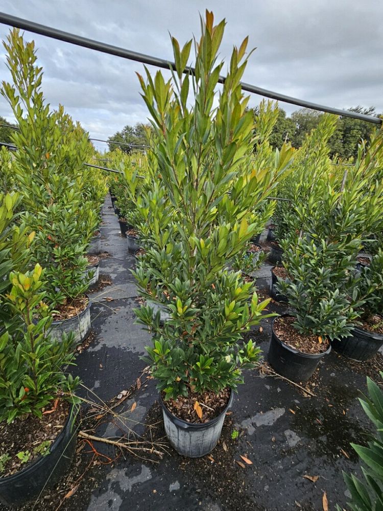 elaeocarpus-decipiens-japanese-blueberry