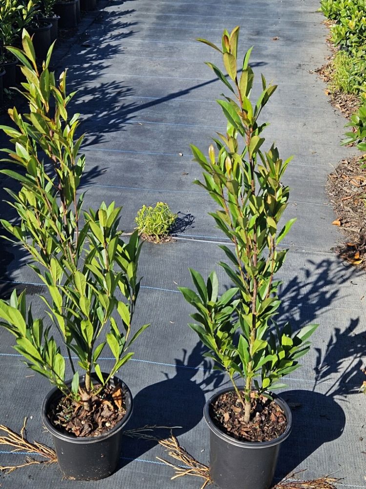 elaeocarpus-decipiens-japanese-blueberry