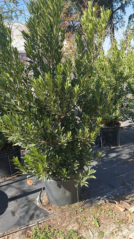 elaeocarpus-decipiens-japanese-blueberry
