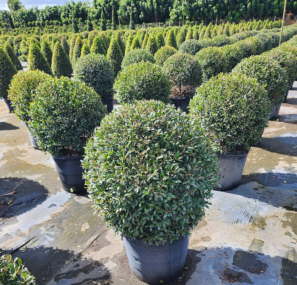 elaeocarpus-decipiens-japanese-blueberry