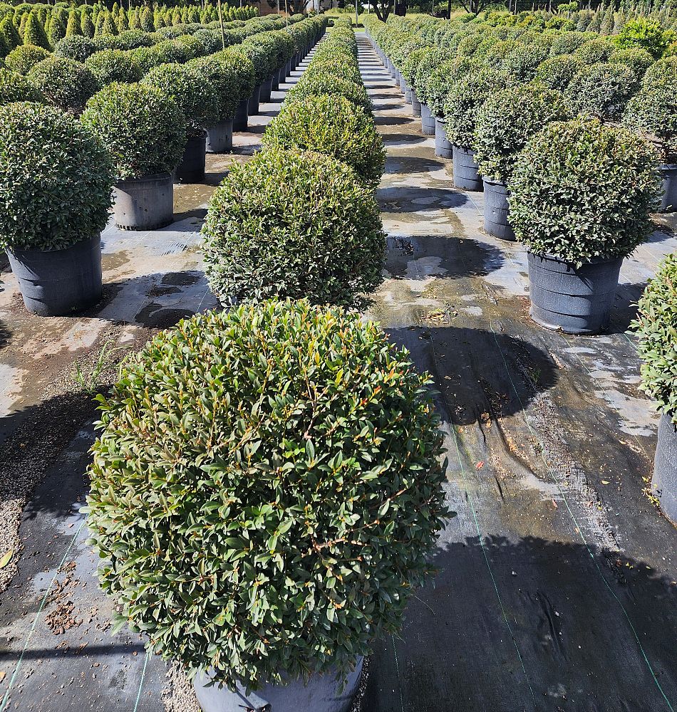 elaeocarpus-decipiens-japanese-blueberry