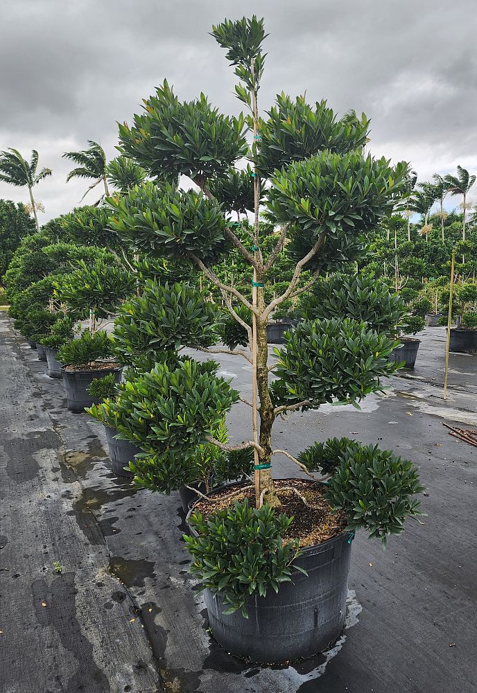 elaeocarpus-decipiens-japanese-blueberry