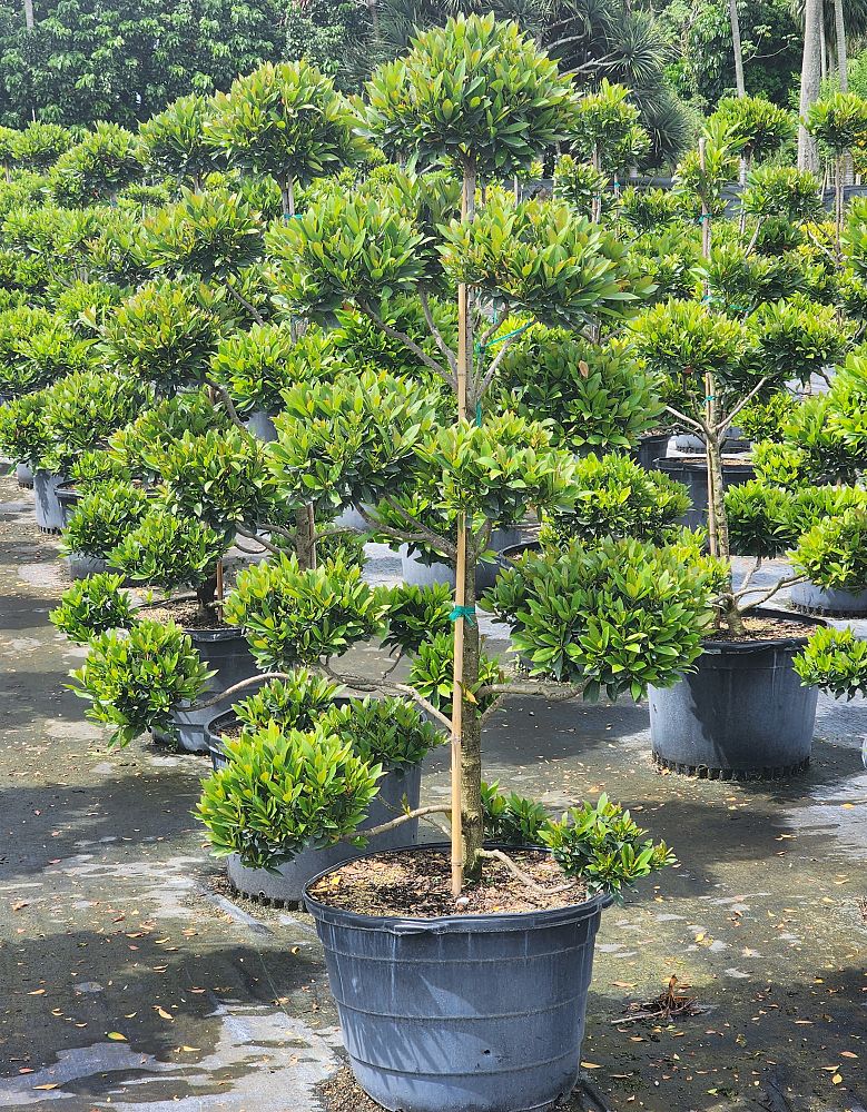 elaeocarpus-decipiens-japanese-blueberry