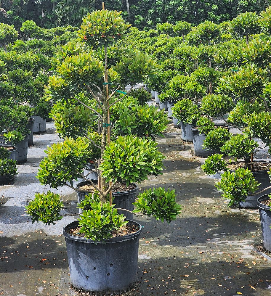 elaeocarpus-decipiens-japanese-blueberry