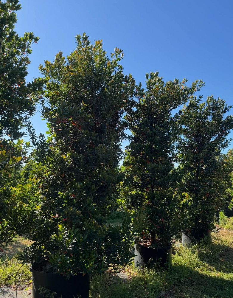 elaeocarpus-decipiens-japanese-blueberry