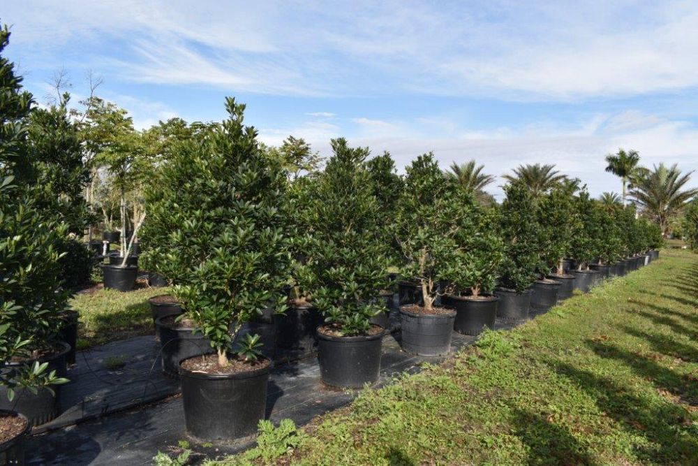elaeocarpus-decipiens-japanese-blueberry