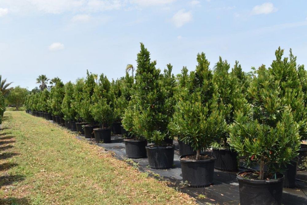 elaeocarpus-decipiens-japanese-blueberry