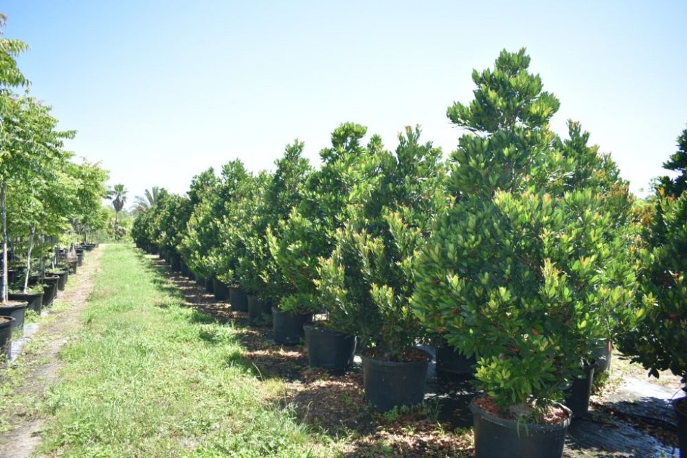elaeocarpus-decipiens-japanese-blueberry