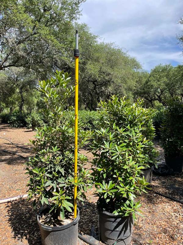 elaeocarpus-decipiens-japanese-blueberry