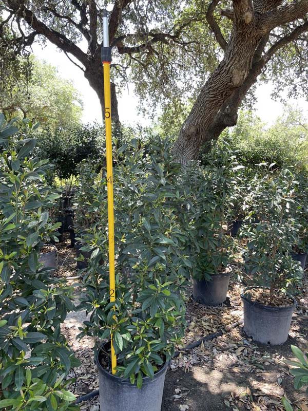 elaeocarpus-decipiens-japanese-blueberry