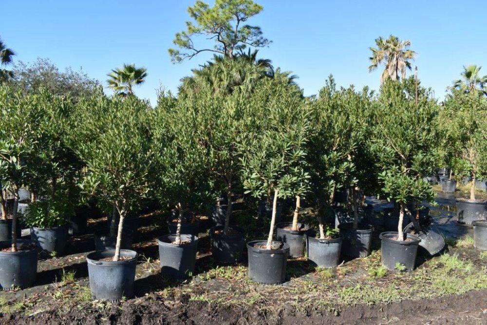 elaeocarpus-decipiens-japanese-blueberry