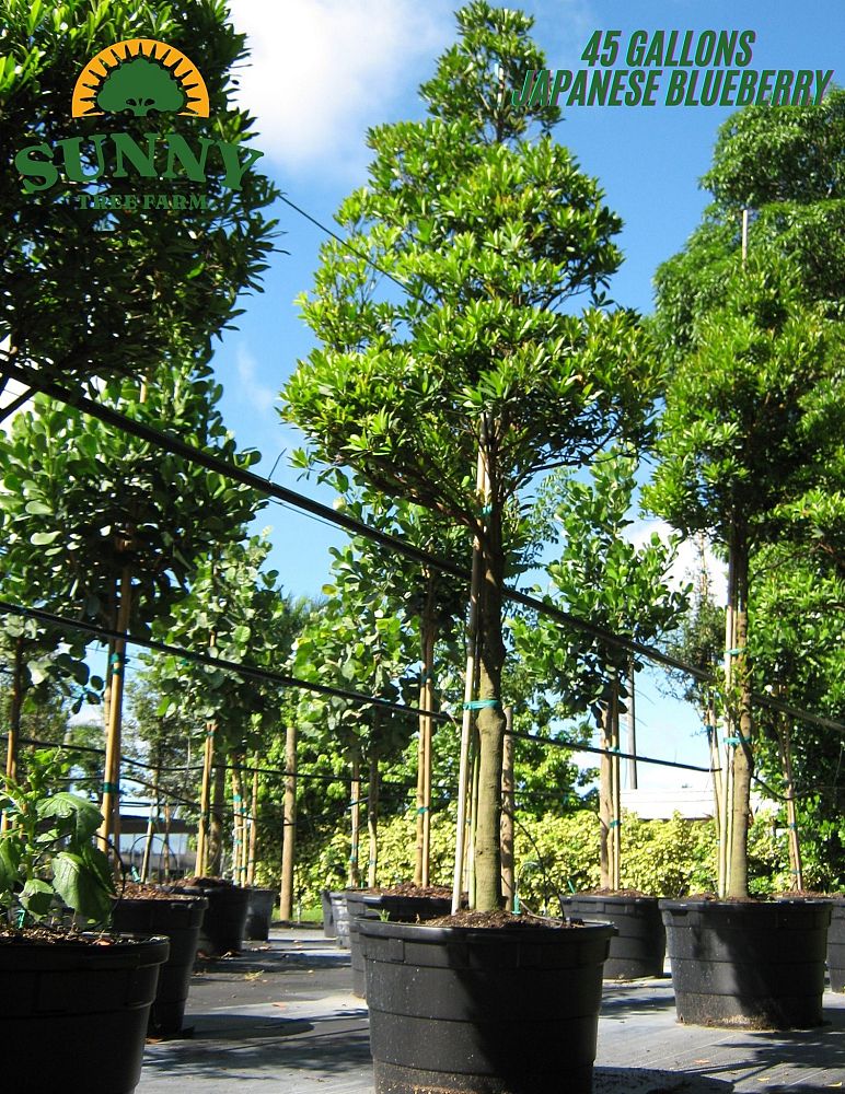 elaeocarpus-decipiens-japanese-blueberry