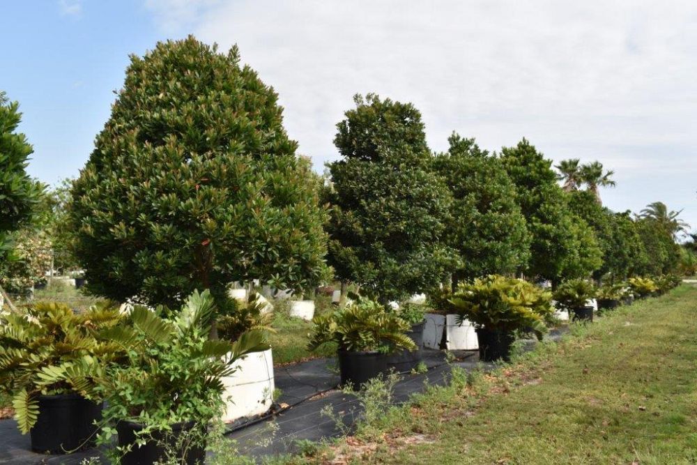 elaeocarpus-decipiens-japanese-blueberry