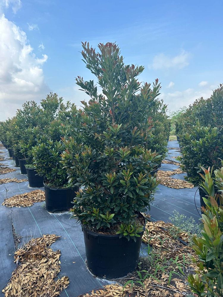 elaeocarpus-decipiens-japanese-blueberry