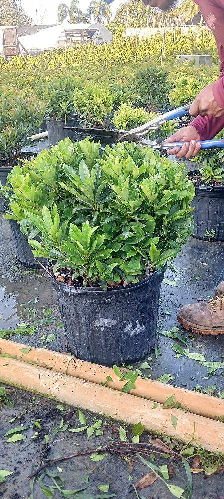 elaeocarpus-decipiens-japanese-blueberry