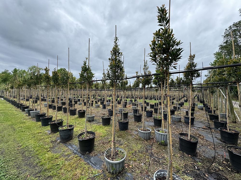elaeocarpus-decipiens-japanese-blueberry