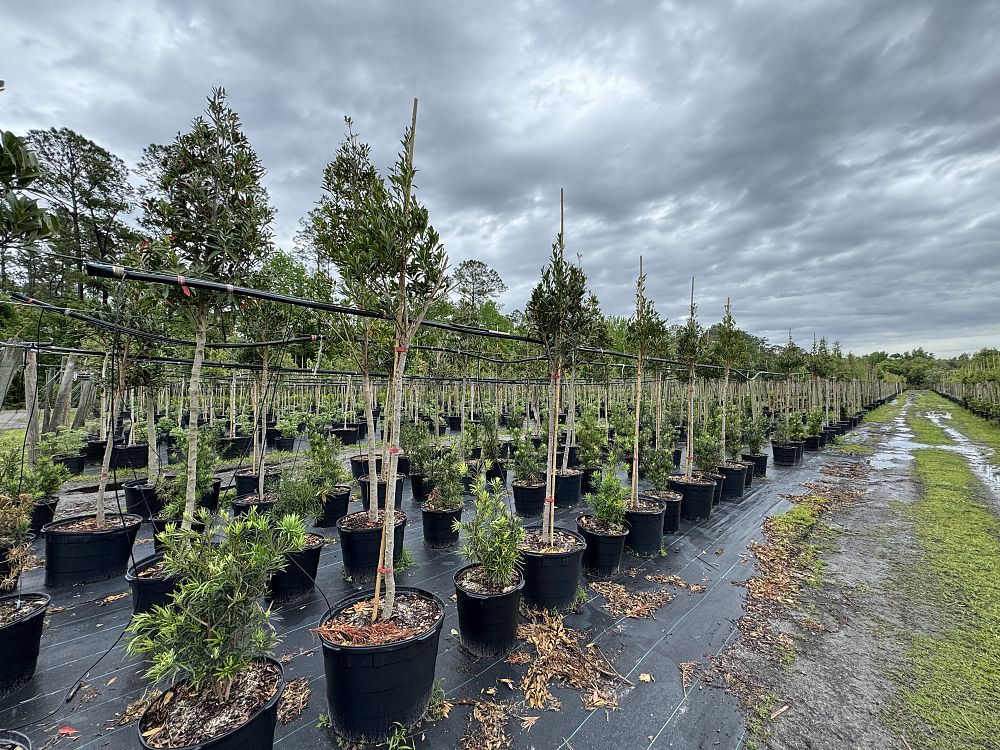 elaeocarpus-decipiens-japanese-blueberry