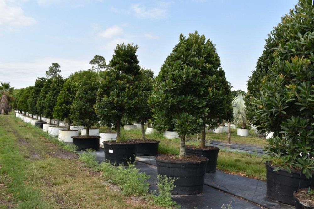 elaeocarpus-decipiens-japanese-blueberry