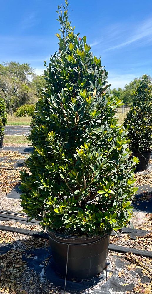 elaeocarpus-decipiens-japanese-blueberry