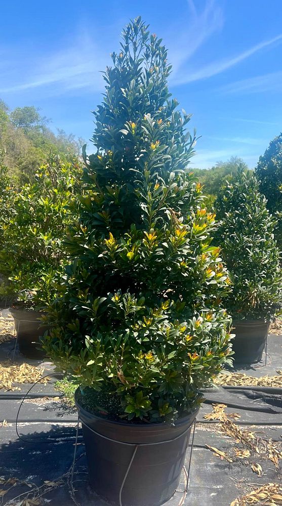 elaeocarpus-decipiens-japanese-blueberry