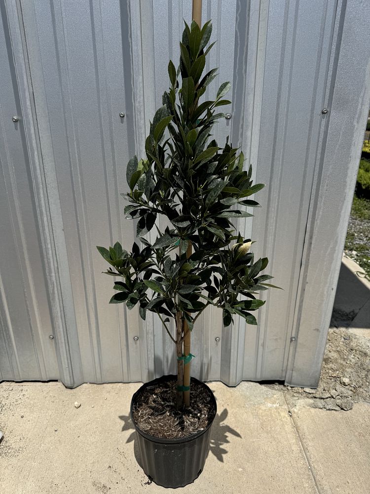 elaeocarpus-decipiens-japanese-blueberry