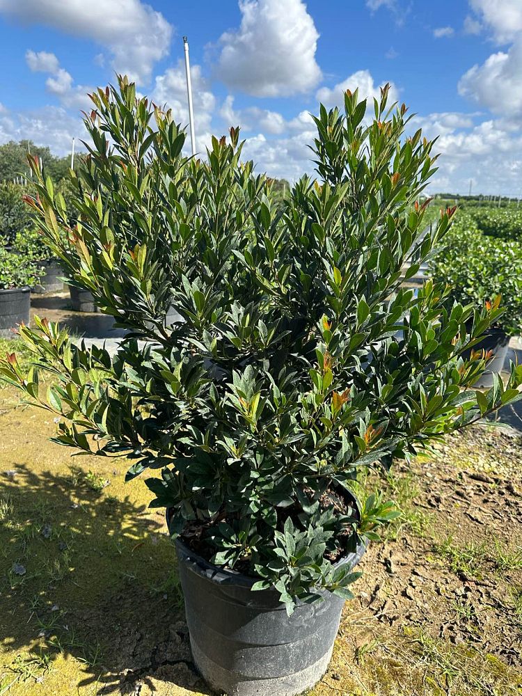 elaeocarpus-decipiens-japanese-blueberry