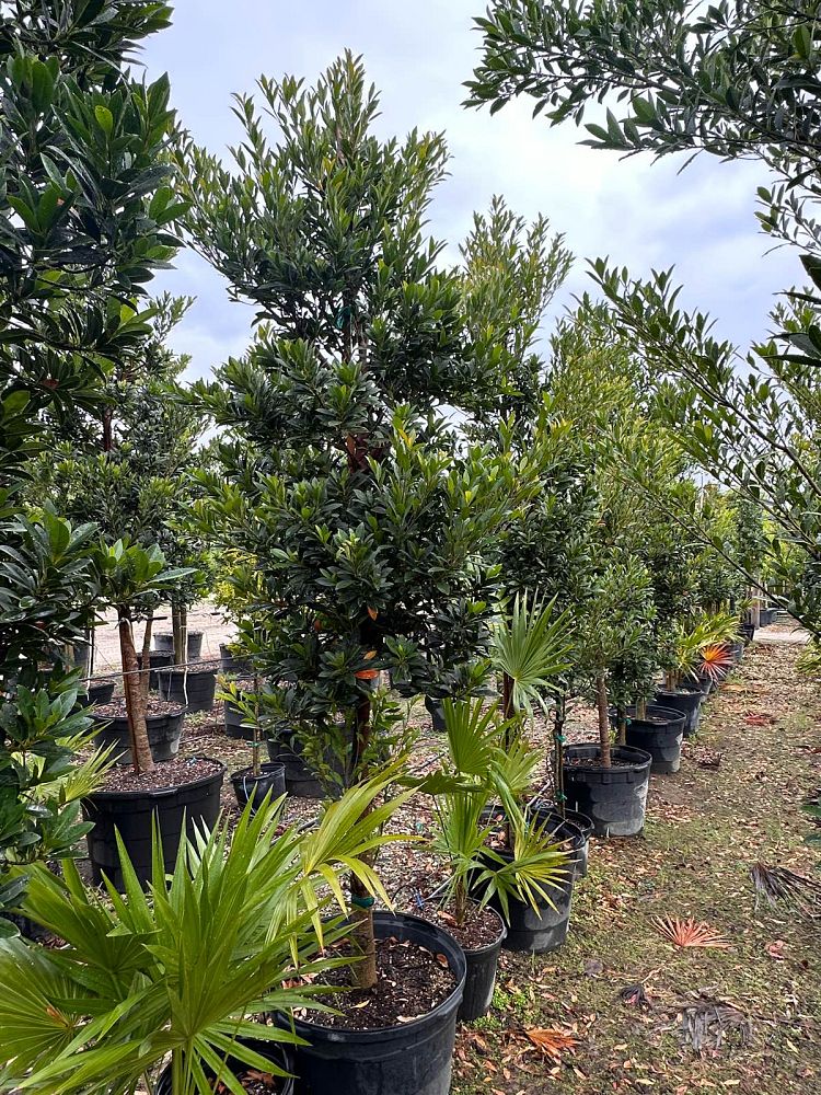 elaeocarpus-decipiens-japanese-blueberry