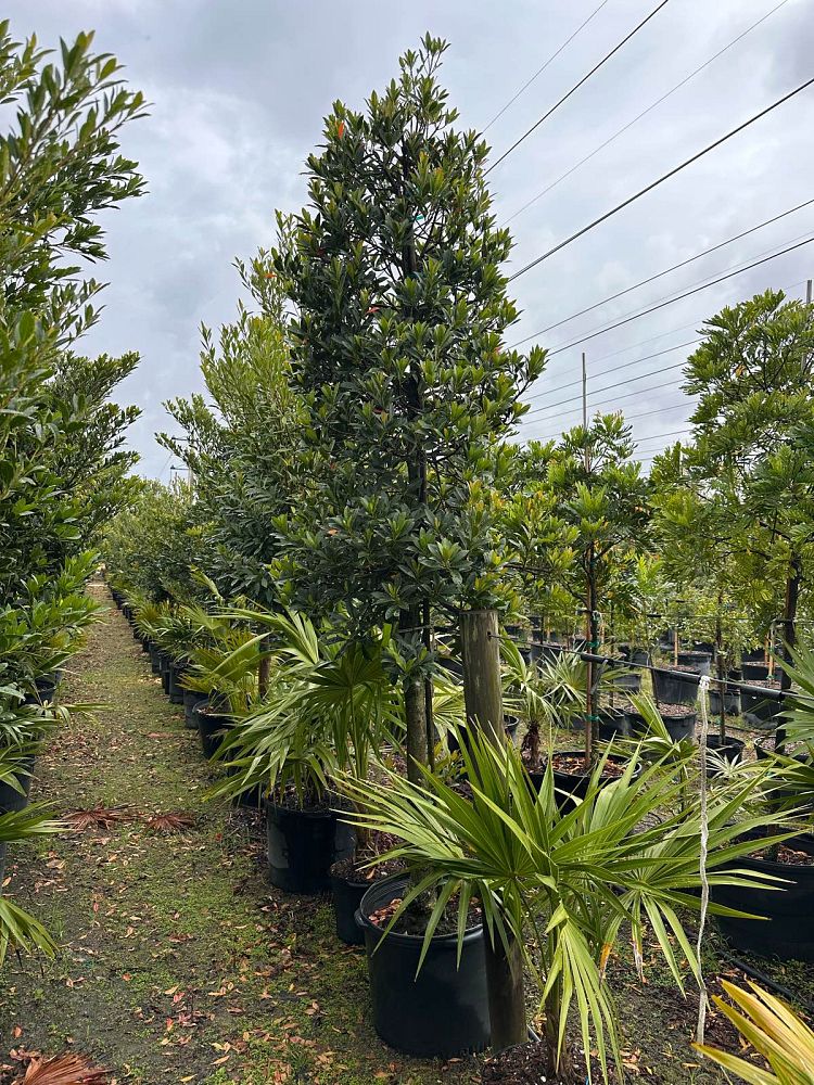 elaeocarpus-decipiens-japanese-blueberry