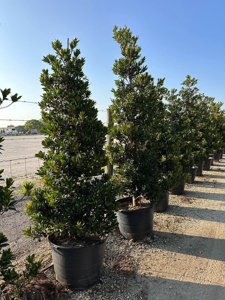 elaeocarpus-decipiens-japanese-blueberry