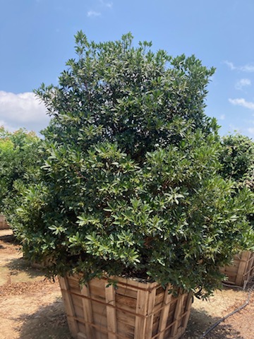 elaeocarpus-decipiens-japanese-blueberry