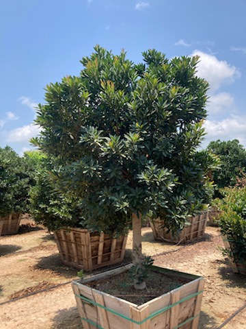 elaeocarpus-decipiens-japanese-blueberry