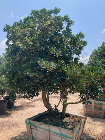 elaeocarpus-decipiens-japanese-blueberry