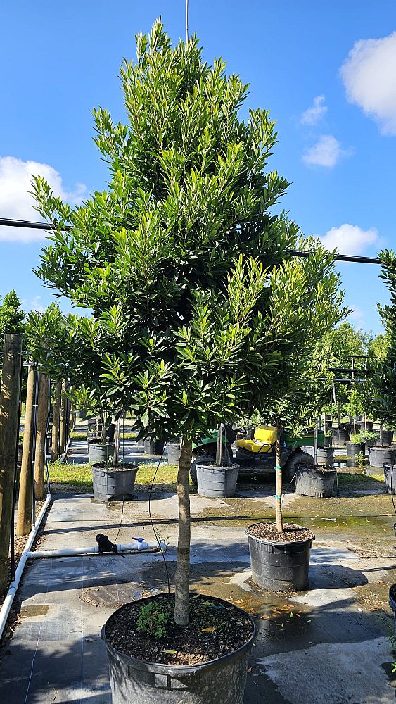 elaeocarpus-decipiens-japanese-blueberry