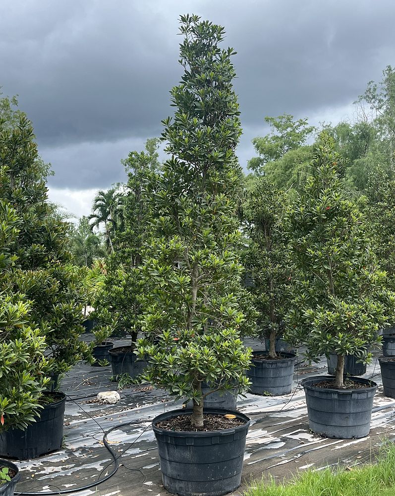 elaeocarpus-decipiens-japanese-blueberry