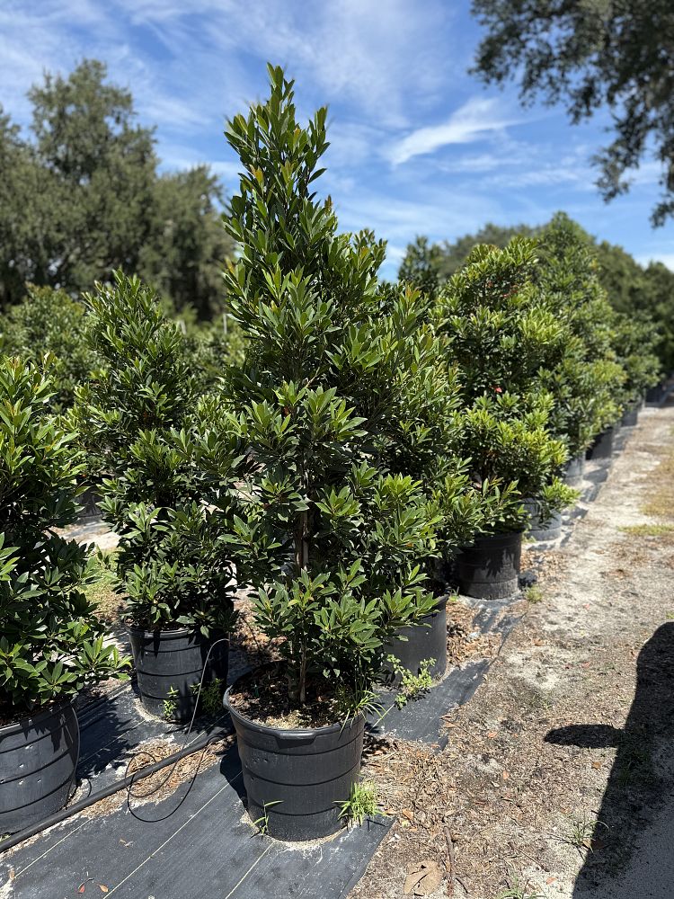 elaeocarpus-decipiens-japanese-blueberry