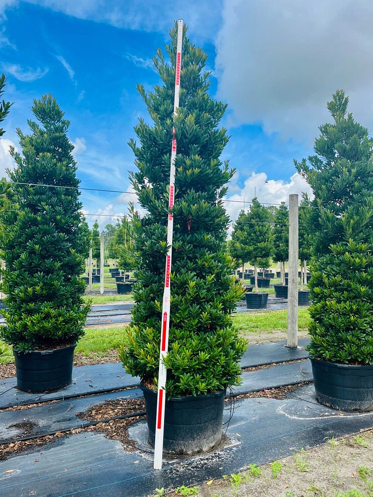 elaeocarpus-decipiens-japanese-blueberry