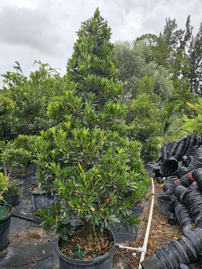 elaeocarpus-decipiens-japanese-blueberry