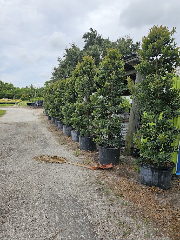 elaeocarpus-decipiens-japanese-blueberry