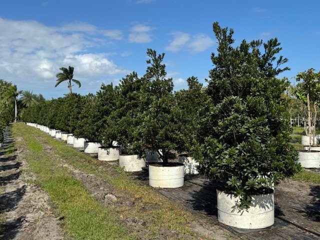 elaeocarpus-decipiens-japanese-blueberry