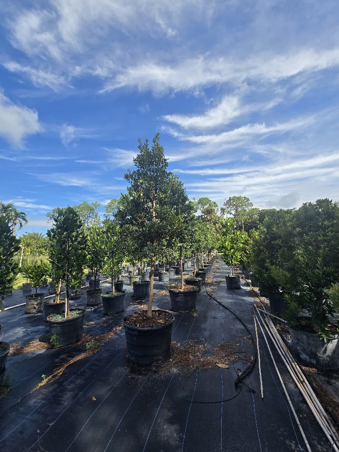 elaeocarpus-decipiens-japanese-blueberry