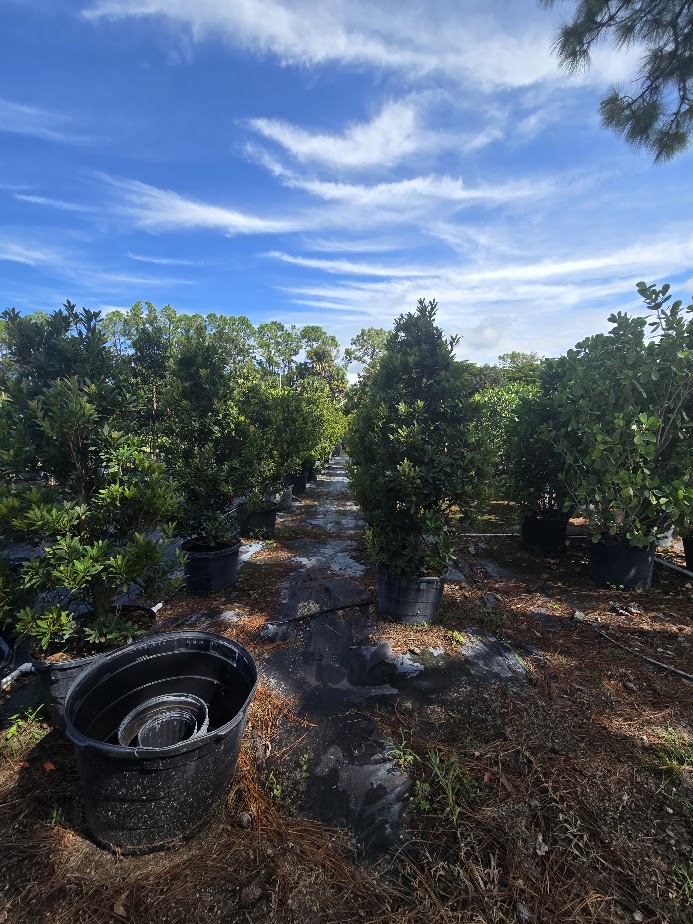 elaeocarpus-decipiens-japanese-blueberry