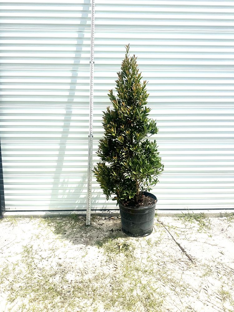 elaeocarpus-decipiens-japanese-blueberry